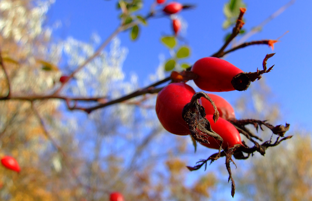 Herbstfarben