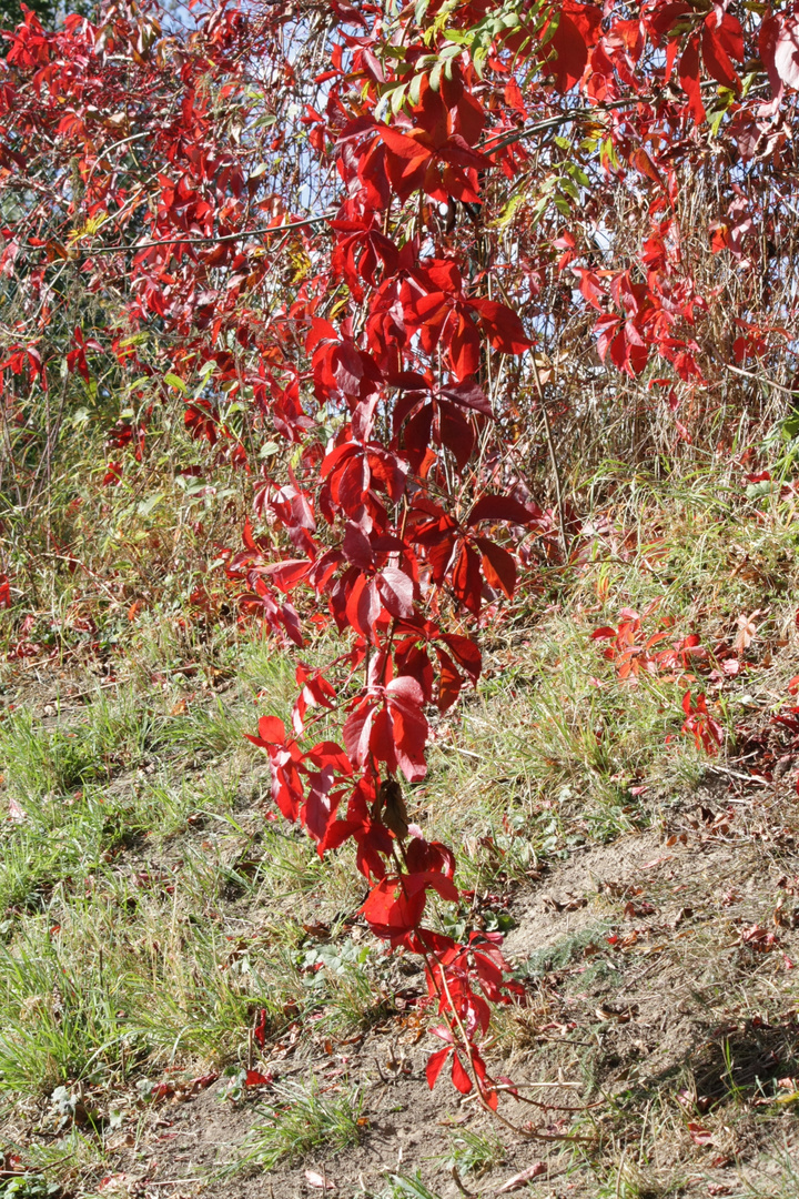 Herbstfarben