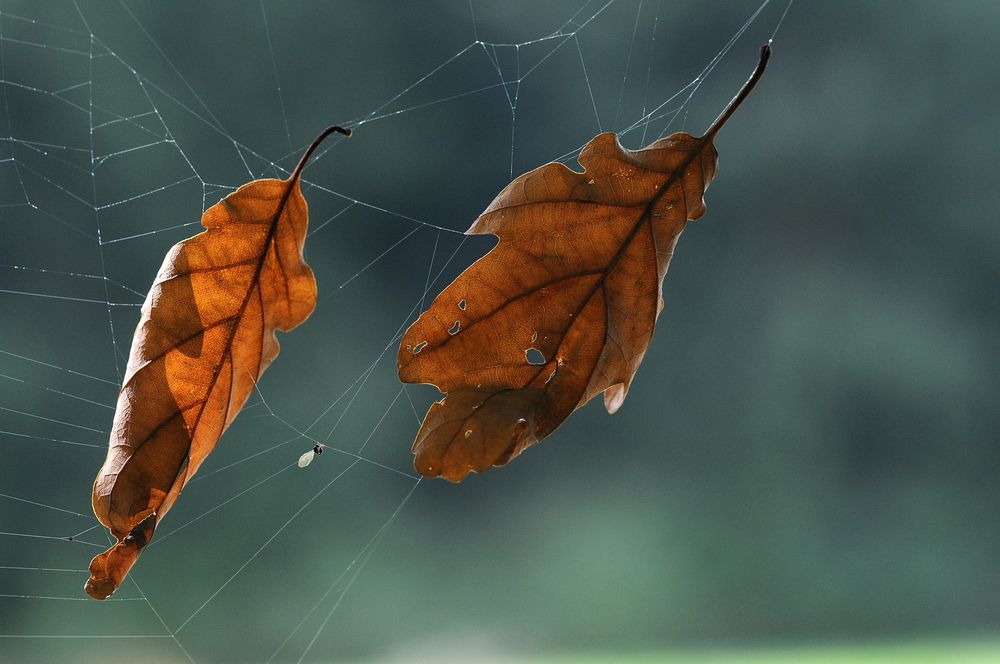 Herbstfarben von Solsken 