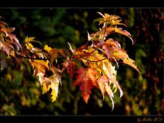 Herbstfarben