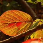 Herbstfarben (2)