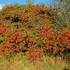 Herbstfarben 2