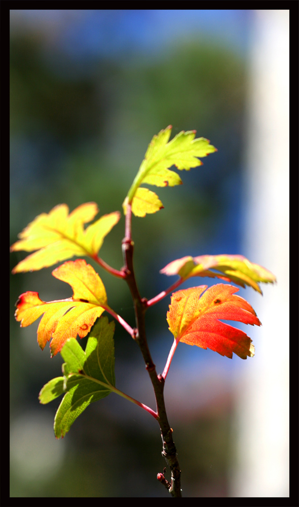 Herbstfarben 2