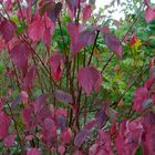 Herbstfarben (2)