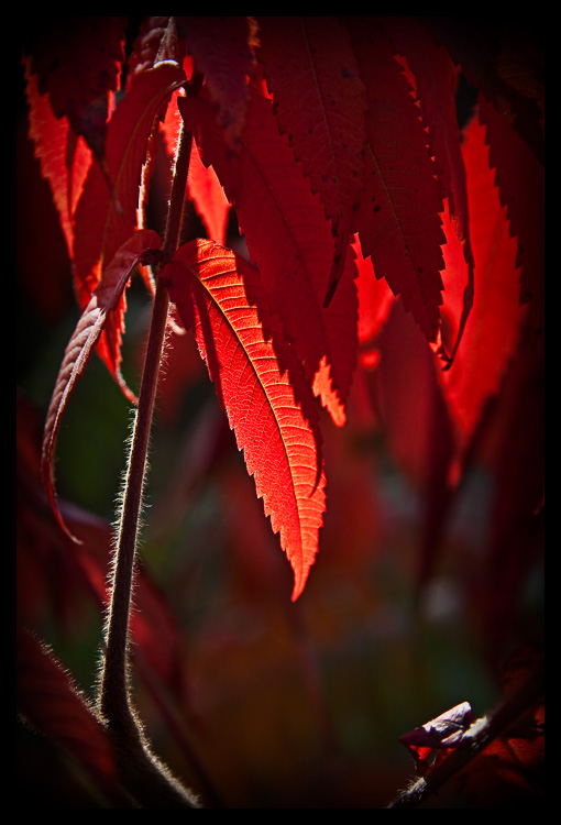 Herbstfarben #2