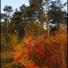 herbstfarben 2