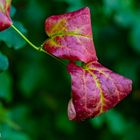 Herbstfarben 2