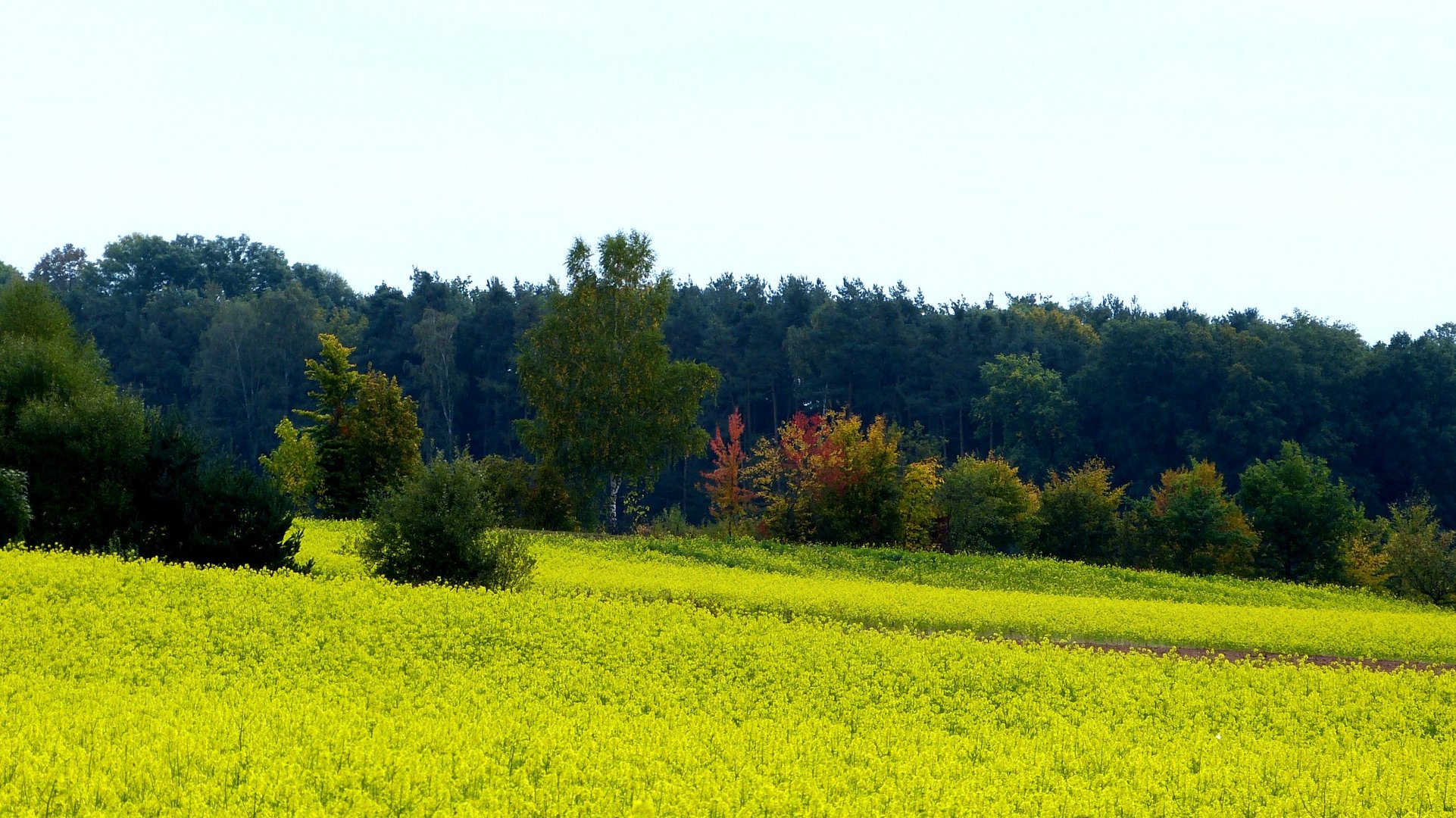 Herbstfarben 2