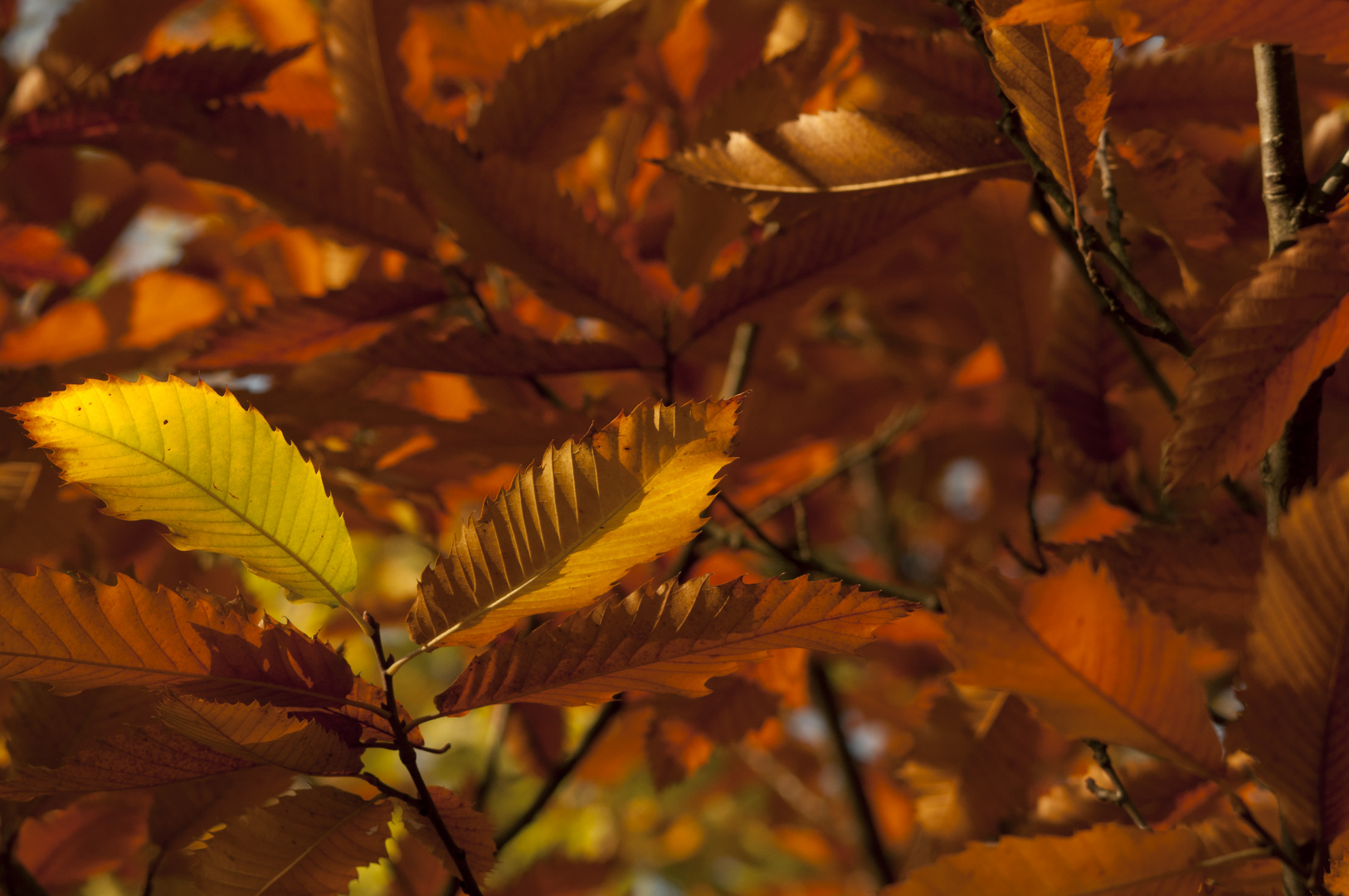 Herbstfarben [2]