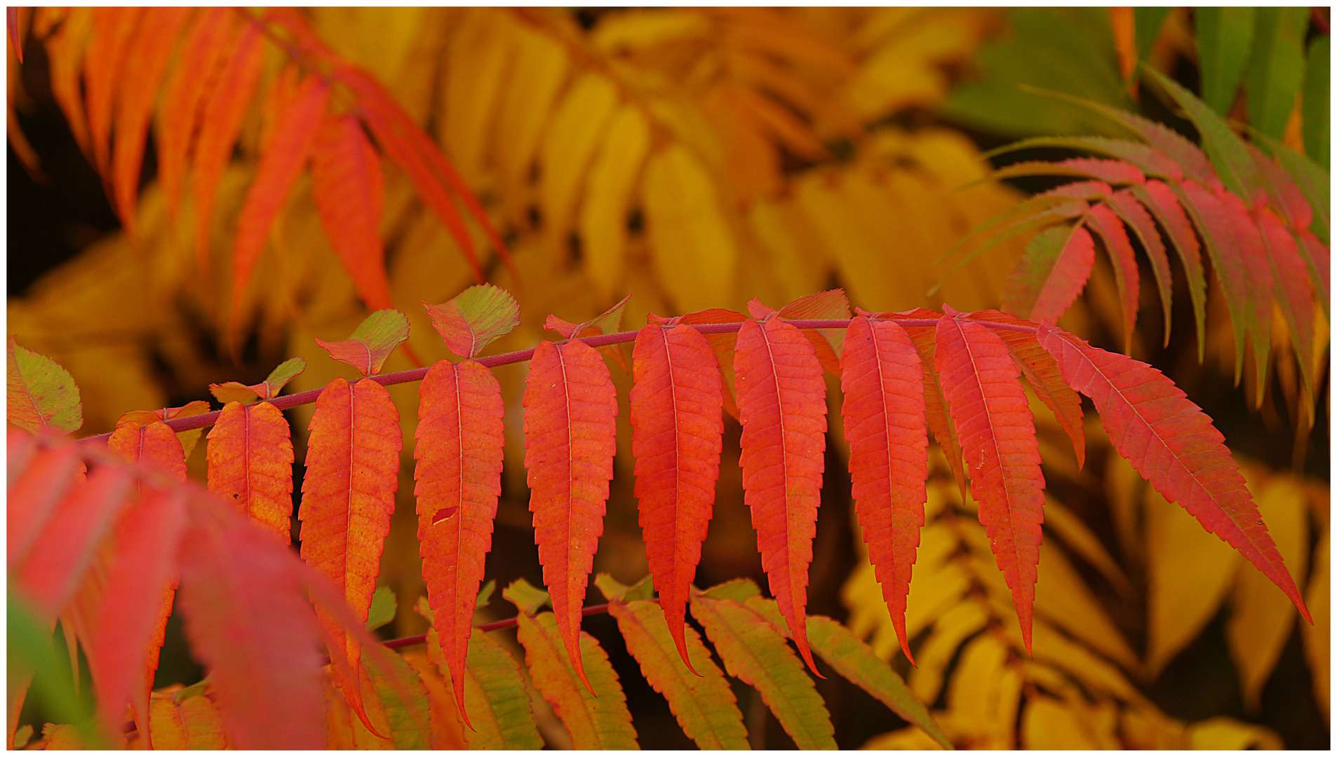 Herbstfarben 2