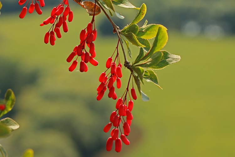 Herbstfarben (2)