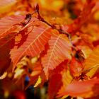 Herbstfarben 2