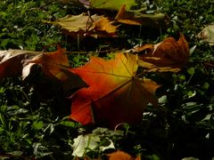 Herbstfarben (2)