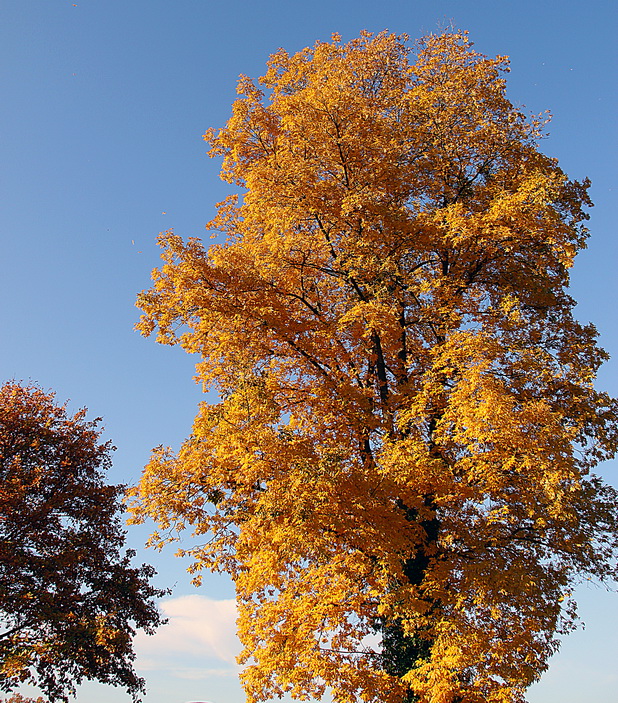 HerbstFarben 2