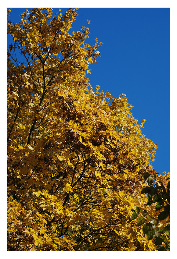 Herbstfarben 2