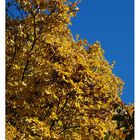 Herbstfarben 2