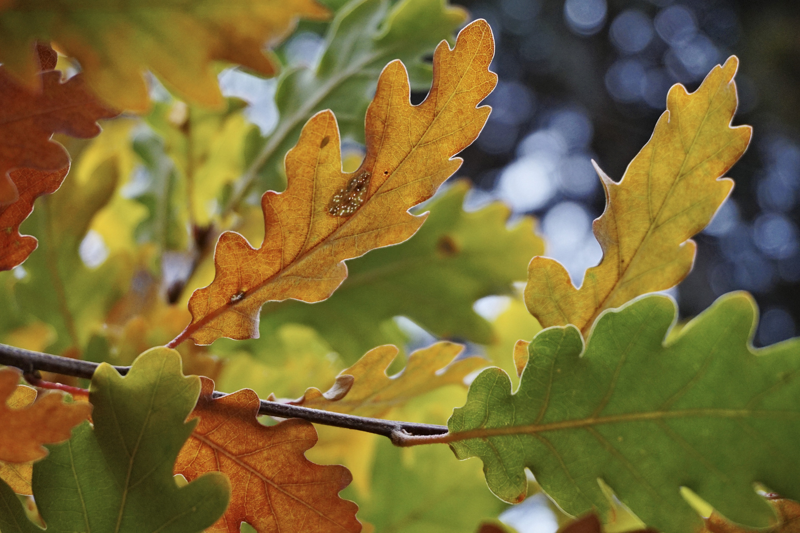 Herbstfarben 2