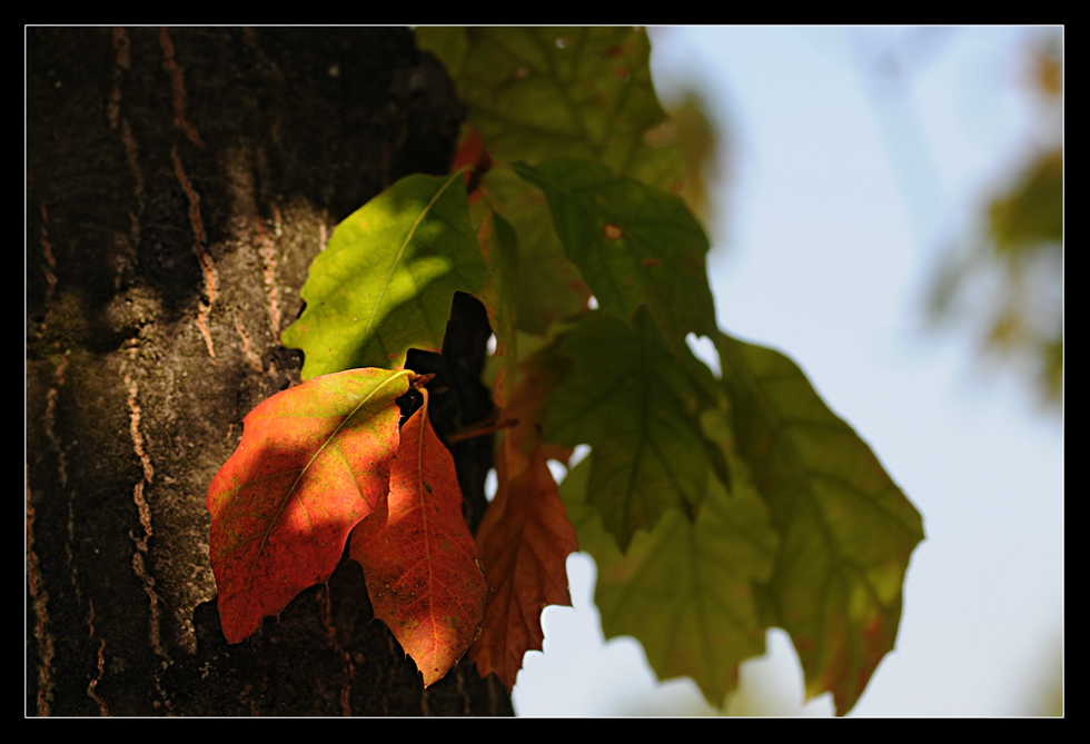 Herbstfarben 2