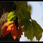 Herbstfarben 2