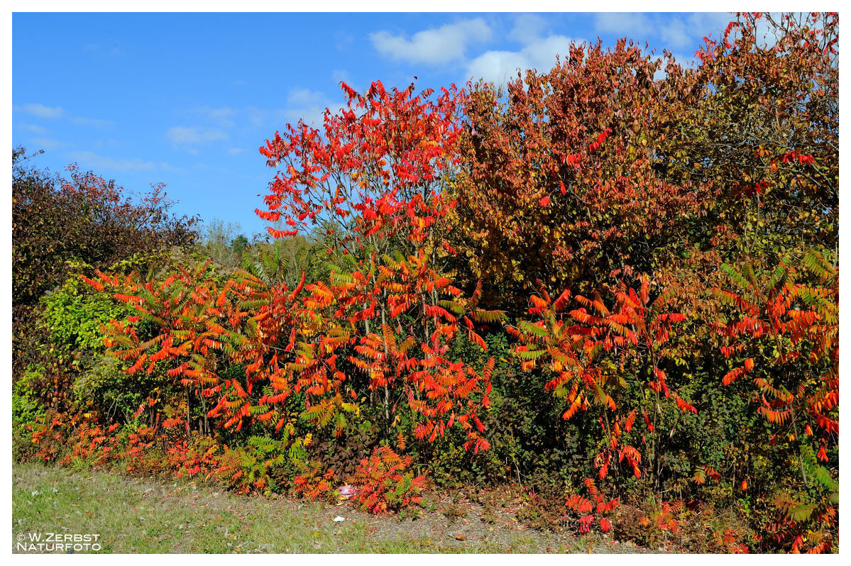 - Herbstfarben 2 -