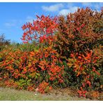 - Herbstfarben 2 -