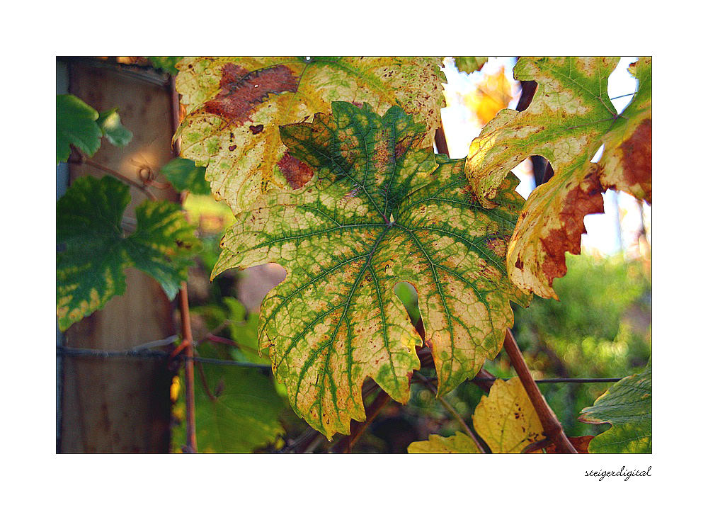 Herbstfarben #2