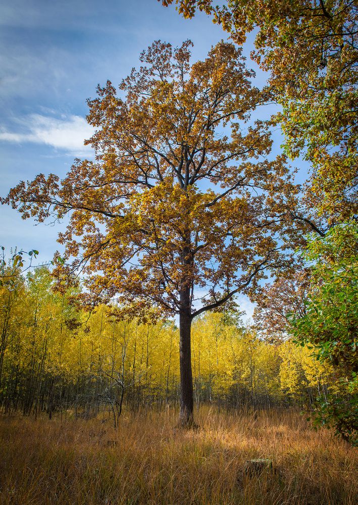 Herbstfarben 2