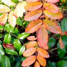 Herbstfarben- 2-