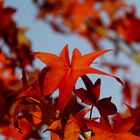 Herbstfarben 2