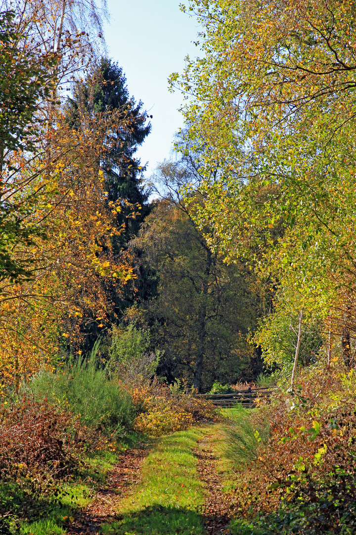 Herbstfarben 2 (aufgenommen bei Hilchenbach-Oberndorf)