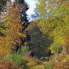 Herbstfarben 2 (aufgenommen bei Hilchenbach-Oberndorf)