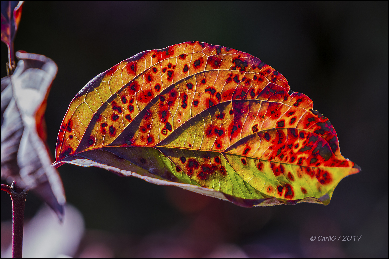 Herbstfarben 2