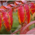 Herbstfarben 2 : Die schönsten Farben zeigt der Herbst....