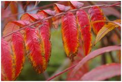 Herbstfarben 2 : Die schönsten Farben zeigt der Herbst....