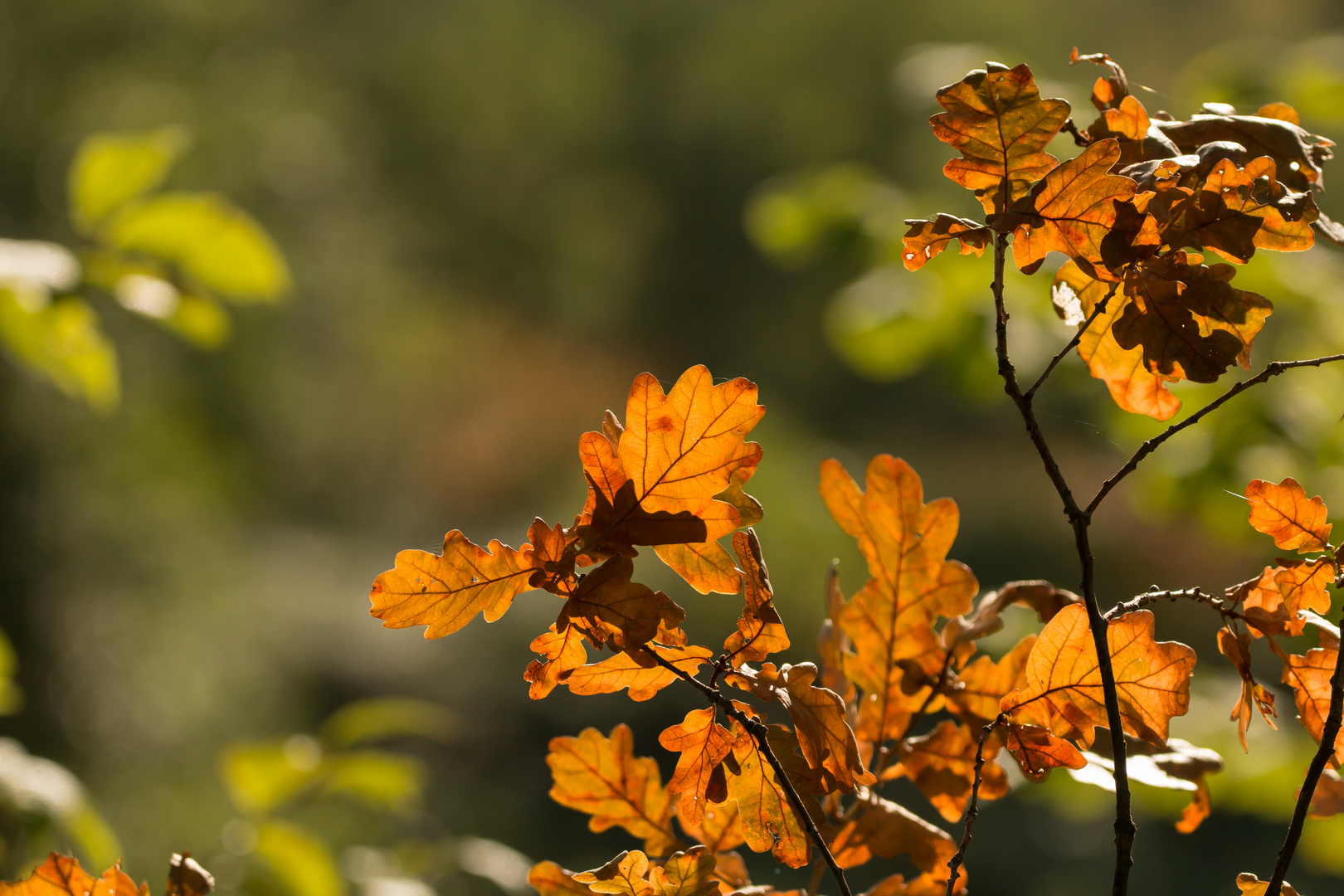 Herbstfarben 2