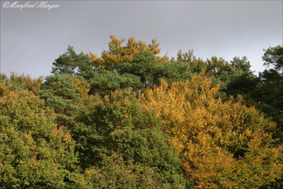 Herbstfarben (2)