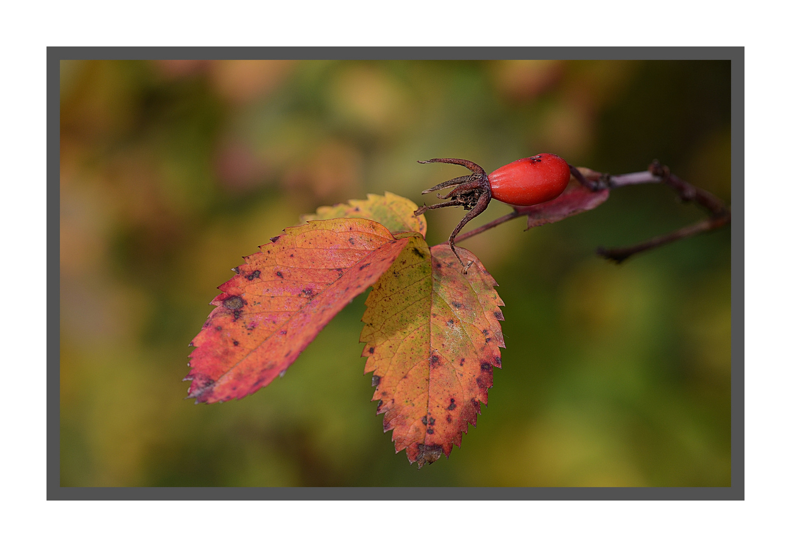 Herbstfarben 2012