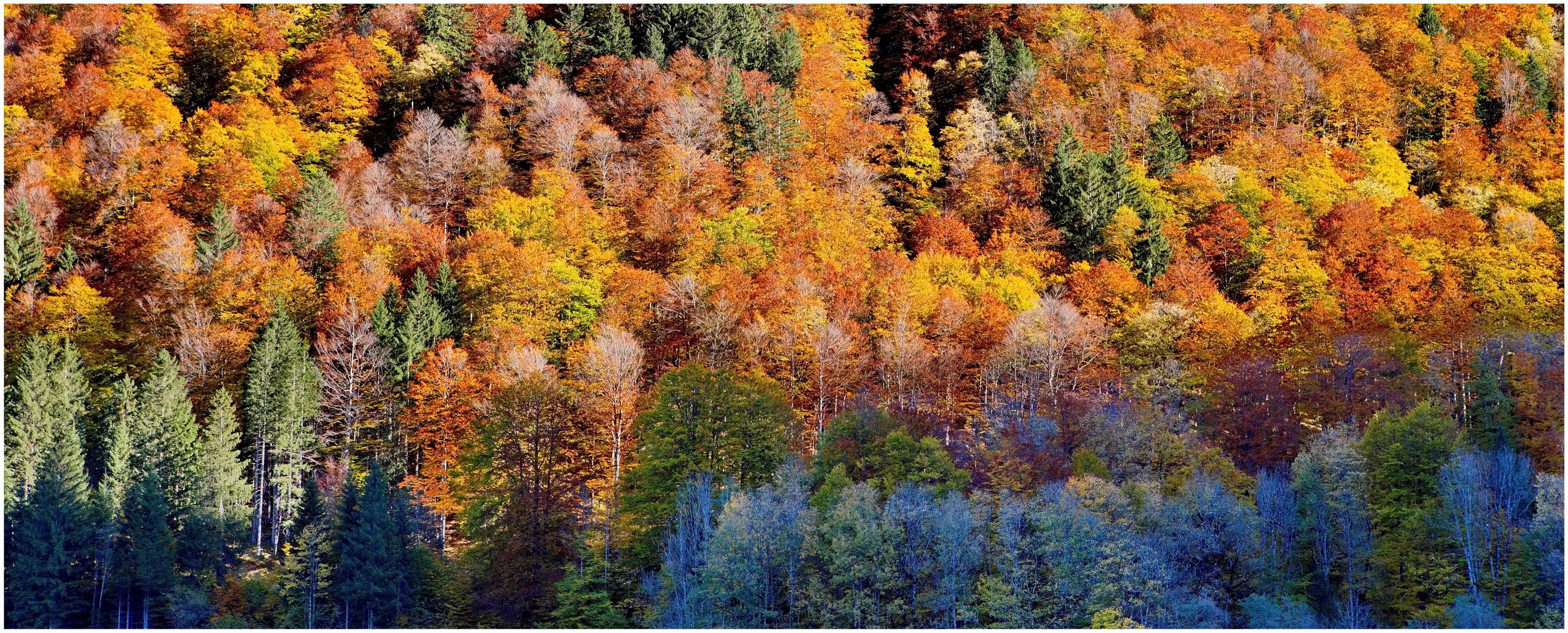 Herbstfarben 2021-10-24  Panorama