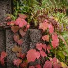 Herbstfarben ´21