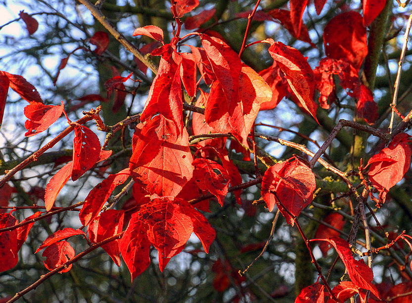 HerbstFarben 22