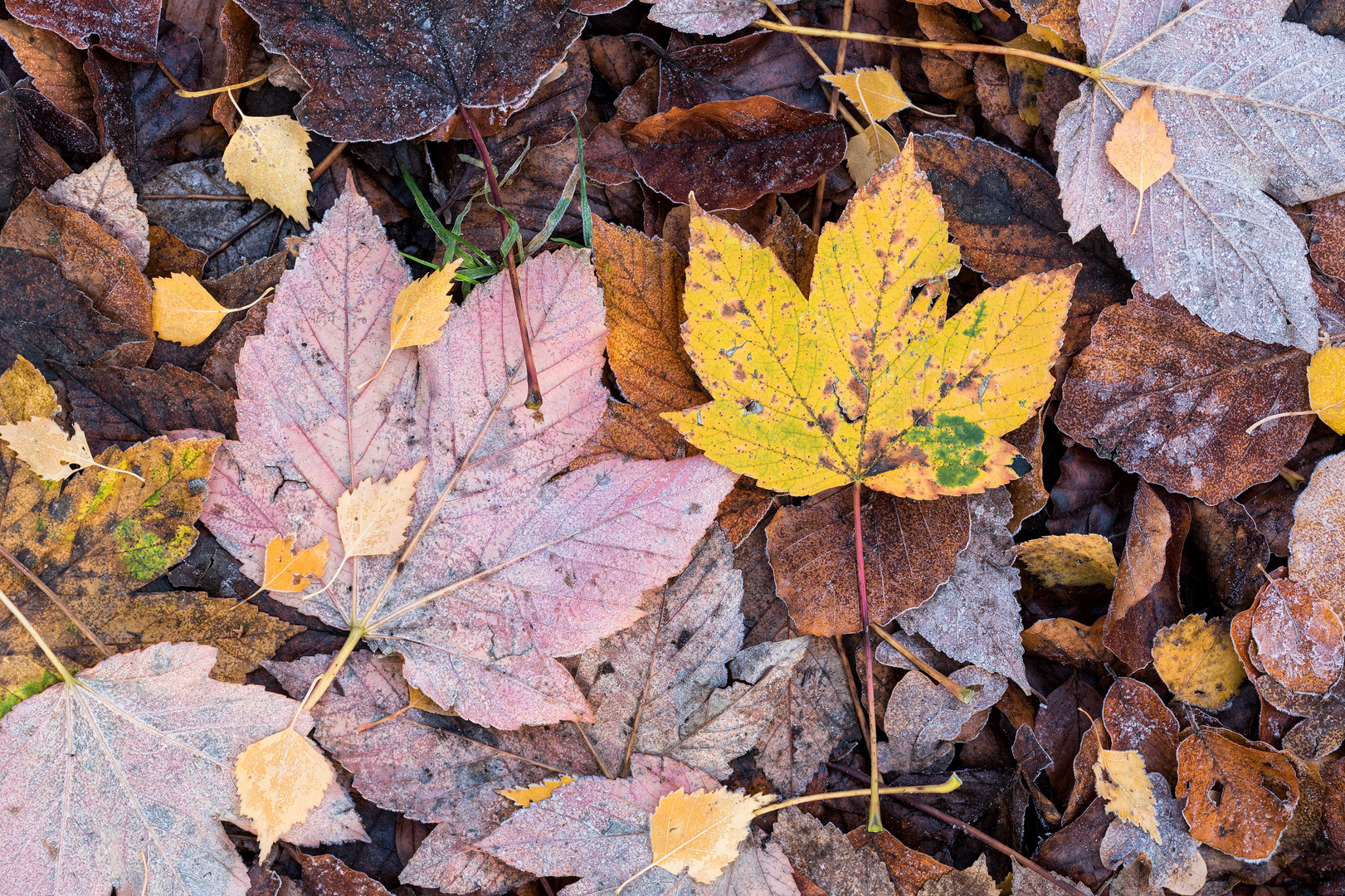 ___Herbstfarben_____