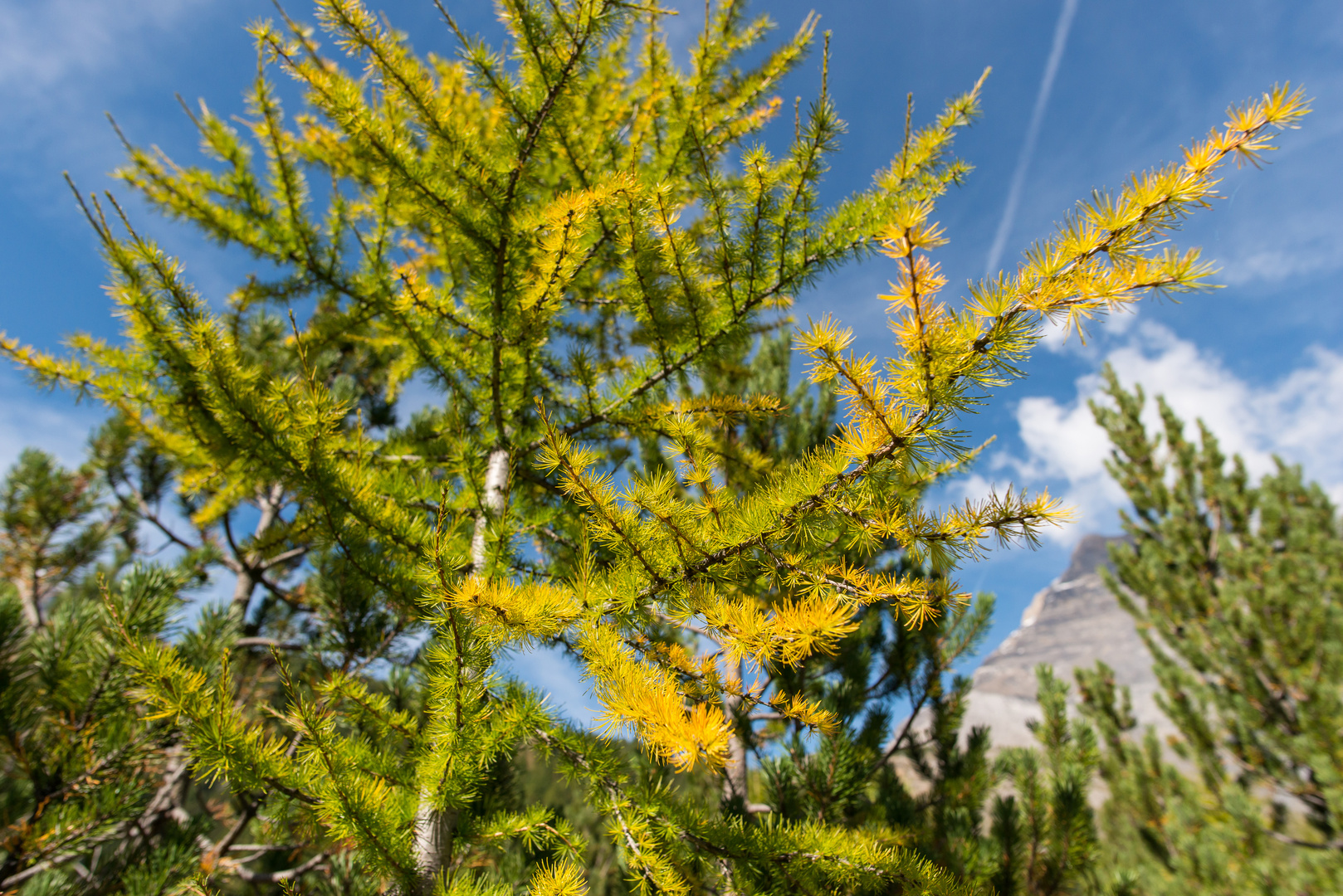 Herbstfarben