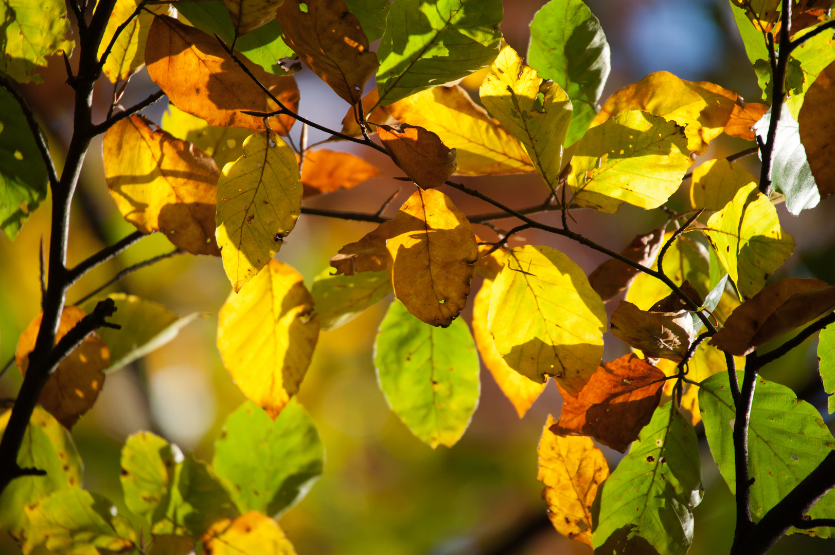 Herbstfarben