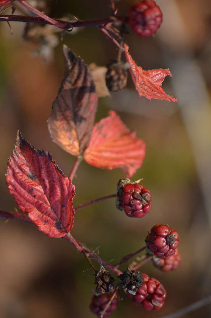 Herbstfarben