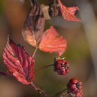 Herbstfarben