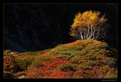 - - - Herbstfarben - - -