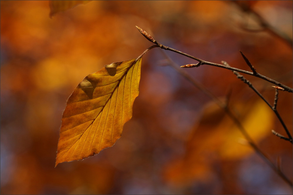 Herbstfarben