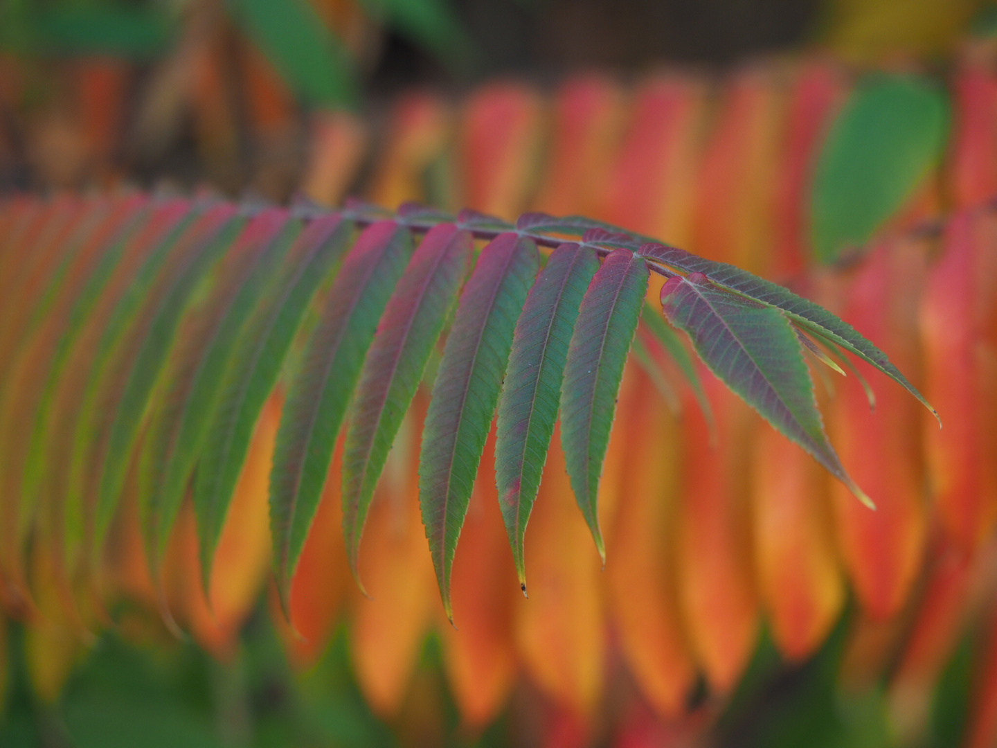 Herbstfarben