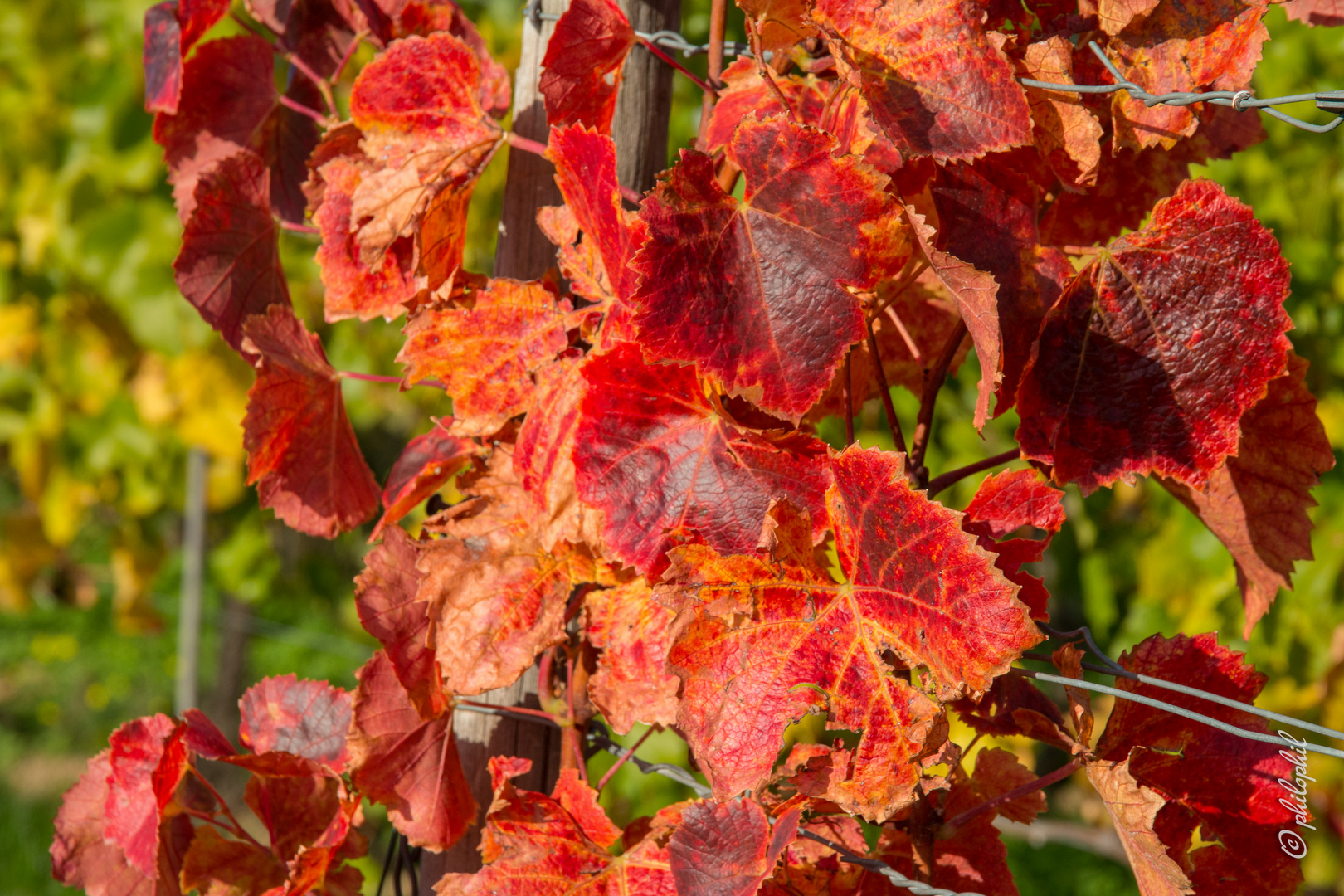 Herbstfarben