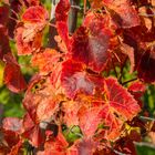 Herbstfarben